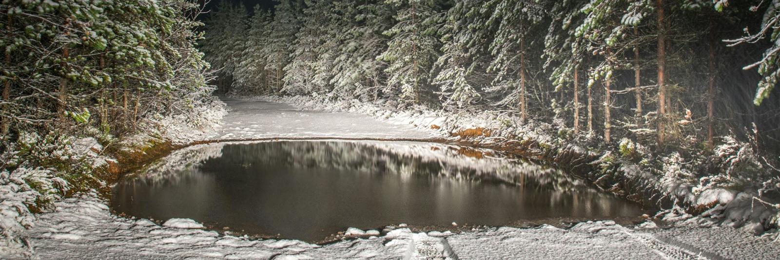 Von Schnee Gefüllte Straße, Umgeben Von Kiefern Landschaftsfotografie